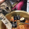 娱乐吃瓜君面包猫