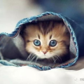 娱乐吃瓜君罗小猫,娱乐吃瓜界的“猫界网红”